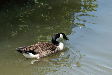 Schwimmende Kanadagans © Thomas