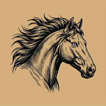 Horse Head Illustration Drawing.
