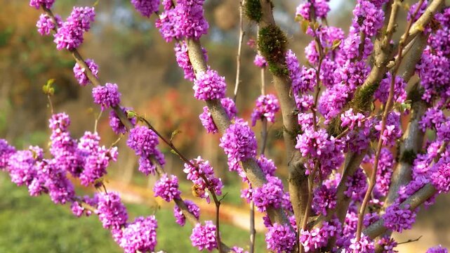 4K aesthetic real-shot video of bees gathering honey in spring