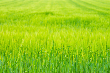 Obraz premium Lush green wheat field texture background