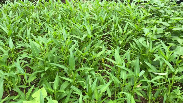 Fresh Ipomoea aquatica growing in a field in Vietnam, filmed close-up with lush green stems for vegetable, farming, and rural food footage.
