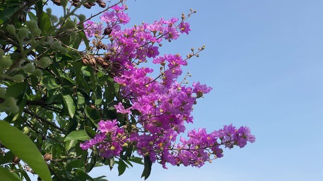 Purple Lagerstroemia speciosa flowers blooming in Vietnam, filmed against blue sky with green leaves for tropical, ornamental, and botanical footage.