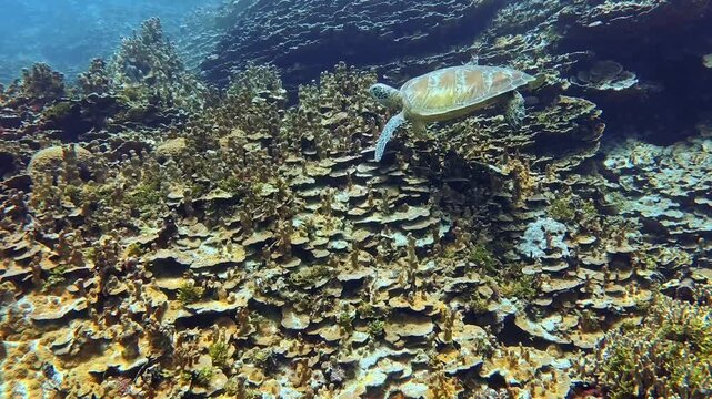 Sea turtle swimming underwater at Gab Gab Beach, Guam.