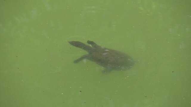 Soft shell turtle pops its head out of the water. 