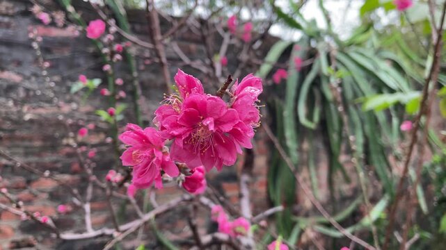 Close-up video of peach flowers in Vietnam, featuring bright pink petals, small branches, and natural outdoor motion for seasonal floral footage.