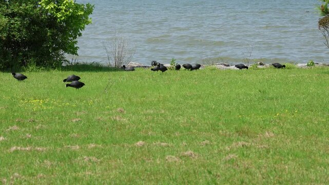 Wild Eurasian coot in natural landscape outdoors