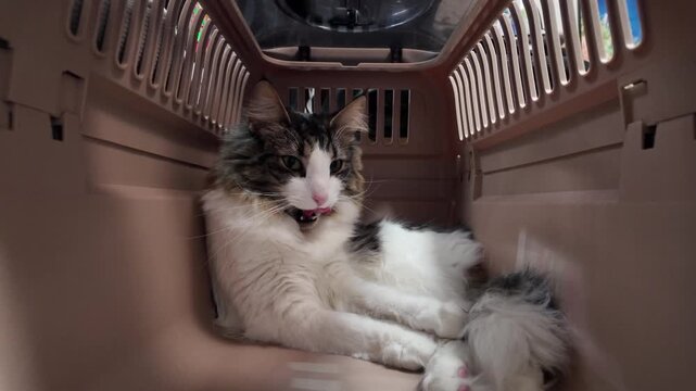 Fluffy Norwegian Forest Cat Relaxing Inside a Plastic Pet Carrier