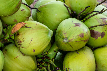 Close-up of a cluster of fresh green coconuts, Cambodia. © Andrea Tabaro