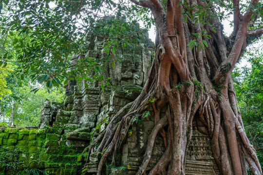 Ancient carved face and strangler fig roots at Ta Som temple, Angkor.