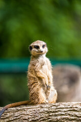 Fototapeta premium Alert Meerkat Standing on Log at Zoo Wildlife Portrait in Natural Green Habitat