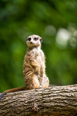 Fototapeta premium Meerkat Standing on Log at Zoo Sentinel Portrait in Green Habitat, Wildlife Animal Close-Up