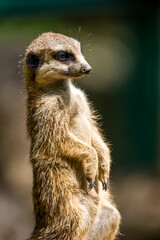Fototapeta premium Alert Meerkat Standing Upright at Zoo Looking Into Distance Animal Portrait in Natural Light