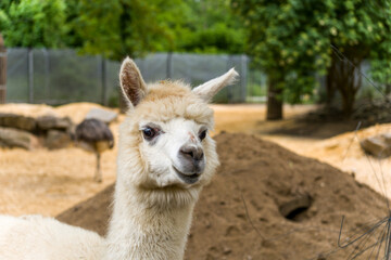 Obraz premium Curious White Alpaca Portrait at a Zoo Enclosure With Soft Natural Light and Green Background