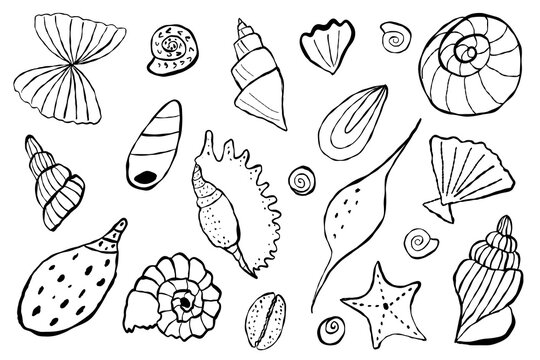 Black sea shell sketch ocean life hand drawn set. Outline modern style, summer, vacation, beach design elements. Vector summer illustration.