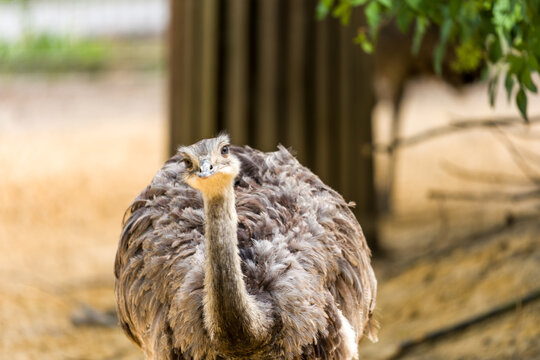 Curious Ostrich at Zoo Looking Toward Camera With Soft Natural Light and Detailed Feathers