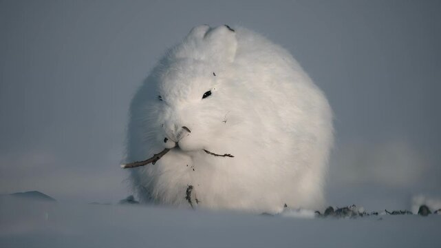 Arctic hare in winter snow holding a twig in its mouth, close-up