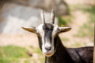 Naklejka premium Close-Up Portrait Of Curious Goat At Zoo With Horns And Black-White Markings