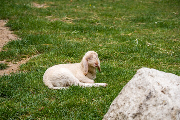 Naklejka premium Young Lamb Resting on Grass at Zoo Enclosure on a Sunny Spring Day