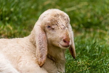 Fototapeta premium Young Lamb Resting on Grass at Zoo Closeup Portrait Showing Soft Wool and Calm Expression