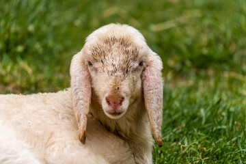 Obraz premium Young Lamb Resting on Green Grass at Zoo — Close-Up Portrait of Baby Sheep