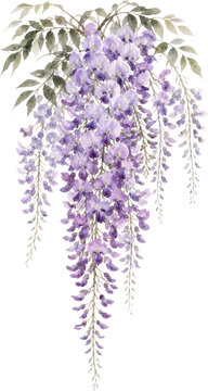 Elegant Purple Wisteria Blossom Watercolor Illustration