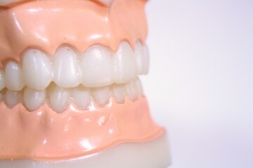 Close up healthy teeth model © Ika