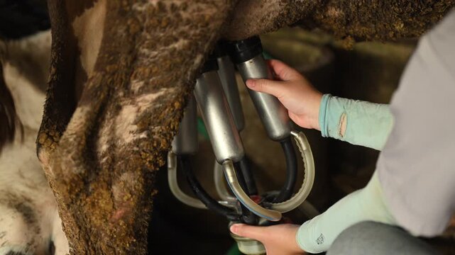 Attaching milking machine to cow udder in dairy farm production process