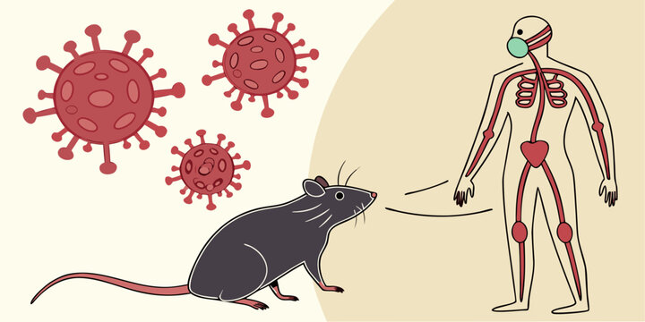 Dangerous Hantavirus zoonotic RNA virus transmitted through rodents leads to pneumonia and serious pulmonary complications.