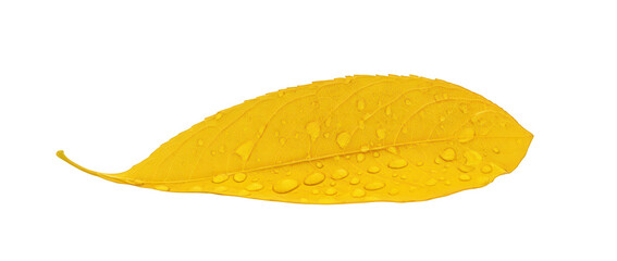 Naklejka premium Yellow leaf with water droplets isolated on white background