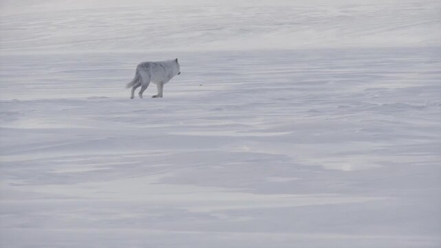 Arctic wolf walks across a vast, snow-covered tundra landscape in winter