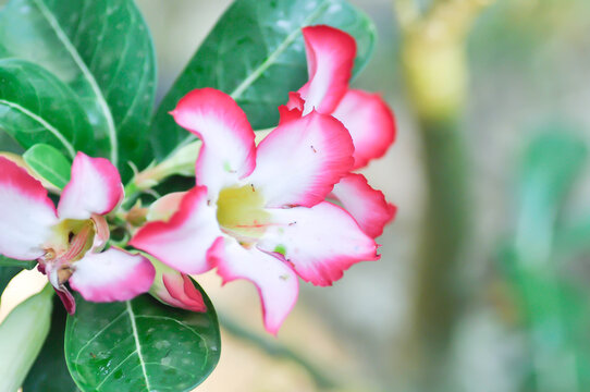 Desert rose, APOCYACEAE or Adenium obesum or Mock Azalea or Pinkbignonia or Impala lily or white and red flower