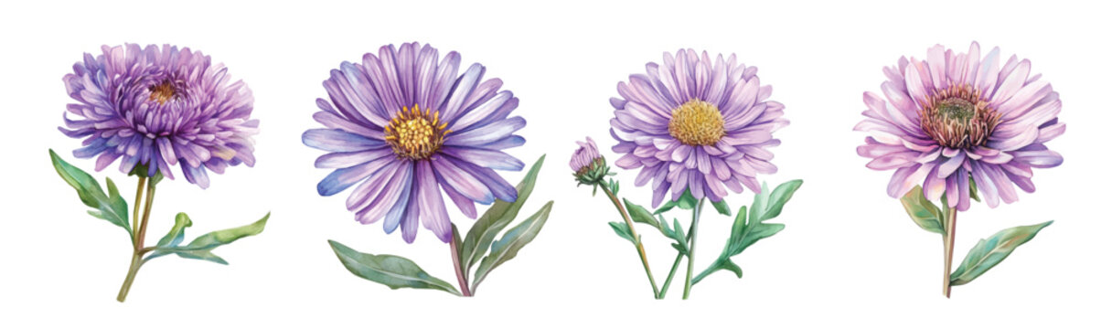 Set of aster flower paintings, Minimal yet artistic elements for creative designs. hand-drawn paint, Simple Illustration, EPS format, isolated on a white background