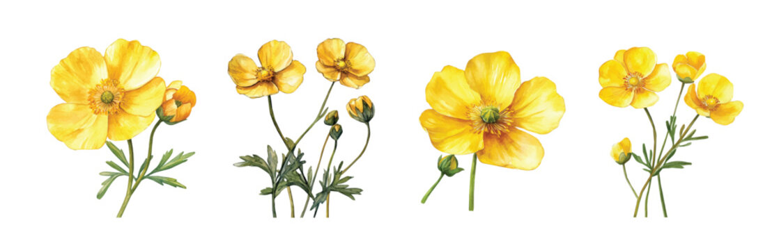 Flower collection, Set of buttercup flower paintings, Minimal yet artistic elements for creative designs. hand-drawn paint, Simple Illustration, EPS format, isolated on a white background