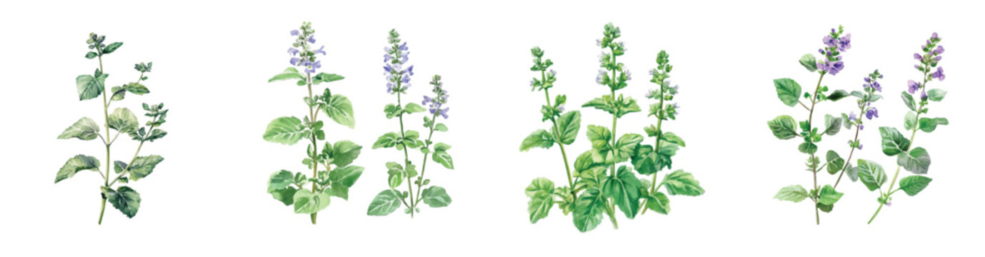 Flower collection, Set of catnip herb paintings, Minimal yet artistic elements for creative designs. hand-drawn paint, Simple Illustration, EPS format, isolated on a white background