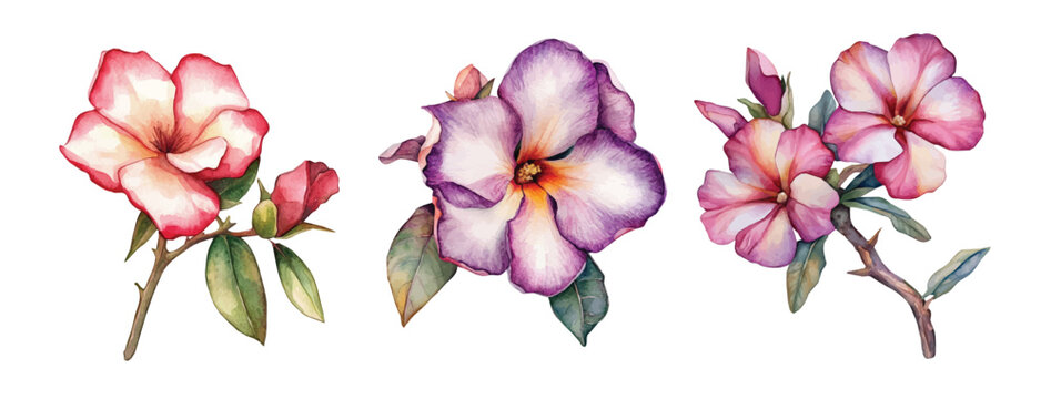 Flower collection, Set of desert rose flower paintings, Minimal yet artistic elements for creative designs. hand-drawn paint, Simple Illustration, EPS format, isolated on a white background