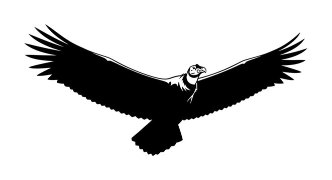 Black and white illustration of a soaring Andean condor.