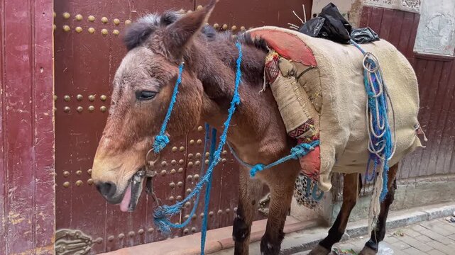 Working donkey stands alone waiting for next job on street of Marrakech,