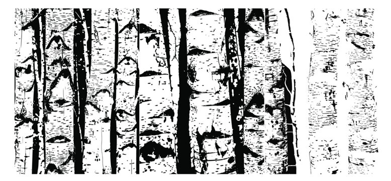 Black and white illustration of birch tree trunks with detailed textures