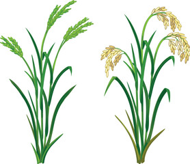 Obraz premium Comparison of unripe and ripe rice plants (Oryza sativa), vector illustration of green and golden cereal ears, botanical growth stages isolated 