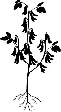 Black silhouette of mature soybean plant (Glycine max) with ripe pods and root system