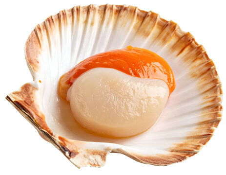 Fresh scallop with orange roe in open seashell showing glossy seafood meat and natural shell texture on isolated background