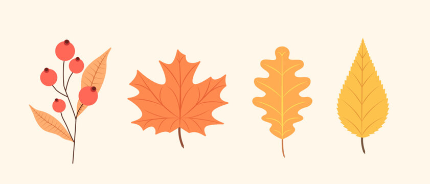 Autumn leaves and berries set. Fall botanical vector illustration. Yellow dry maple oak and rowan elements. Flat design nature collection on light background. Horizontal orientation of seasonal flora.