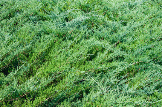 Dense green juniper bush branches texture natural coniferous background