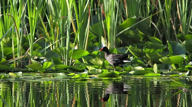 Common moorhen bird walking on lily pads in the pond, slow motion