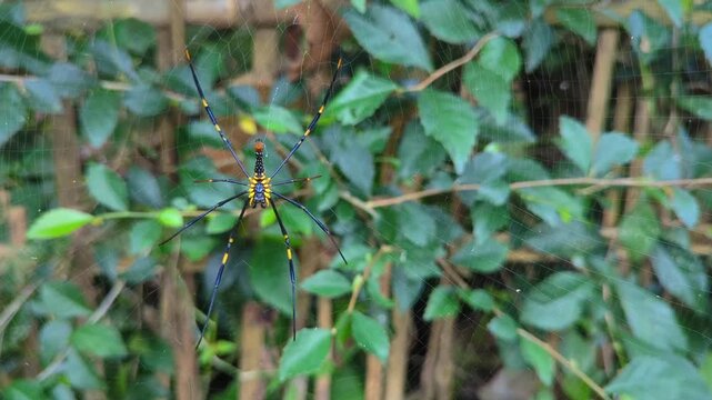 Golden orb weaver spider crawling on green leaf background