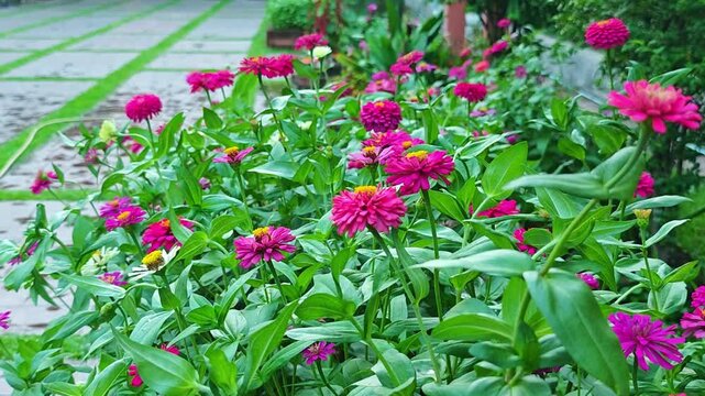 zinnia elegans , in the garden, in the evening , nature.