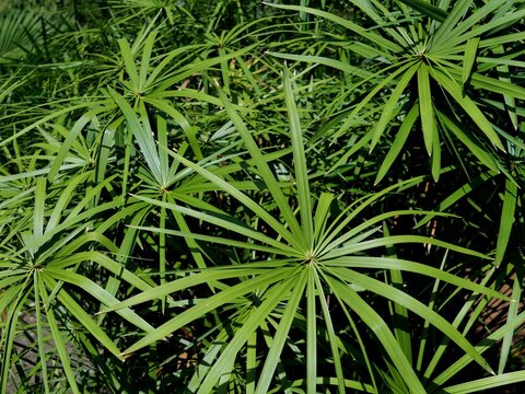 Papyrus plants growing in lush natural environment