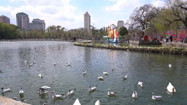 4K real shot video of seagulls playing and frolicking in the lake in spring