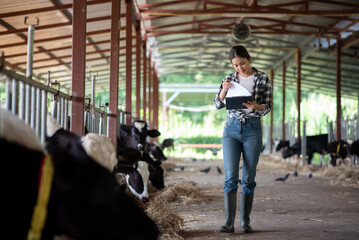 Young Asian female farmer using tablet while inspecting dairy cows in barn. Smart farming technology, livestock monitoring, and modern agriculture concept. © BTM_Graphic