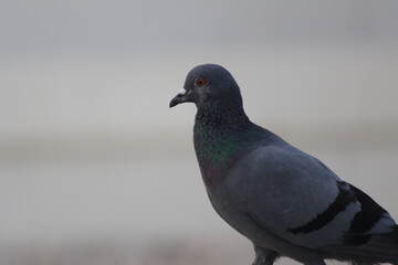 Rock Pigeon Sharp Side Profile Portrait Against Blurred Background © Dhairya
